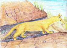 Ancocyon