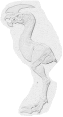 Tyrannornis Boisei