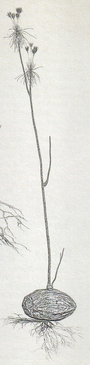 Neophorbia lucasi
