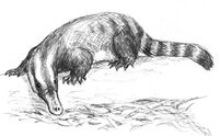 Striapus