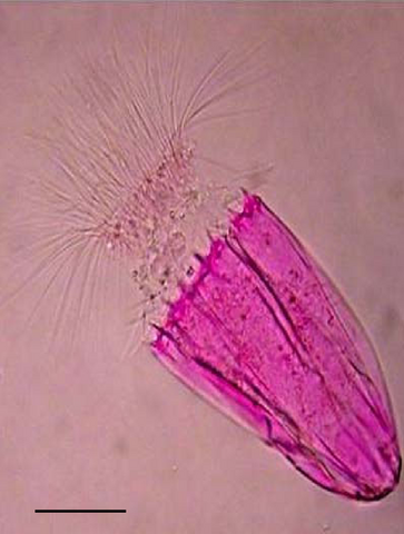 File:Spinoloricus.png