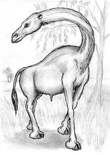 Dolcamel2