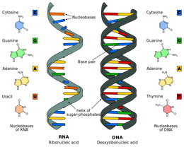 Difference DNA RNA-EN.svg