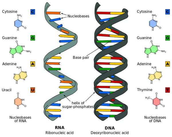 File:Difference DNA RNA-EN.svg.png