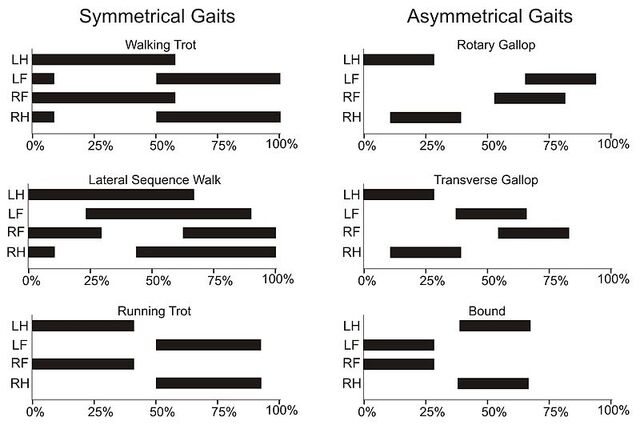 File:Gait graphs.jpg
