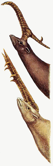 Ancestral gigantelope
