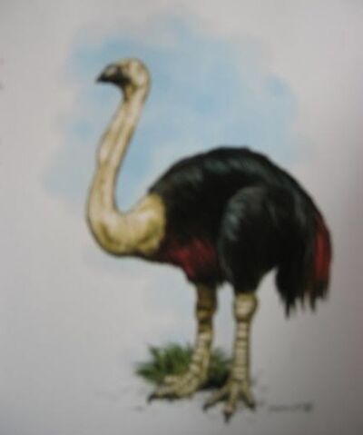File:SkullIslandsWildife027.jpg