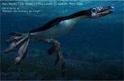 Calcitriornis sp