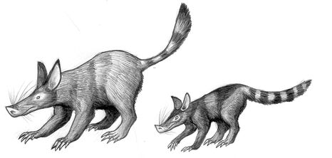 Pigshrews