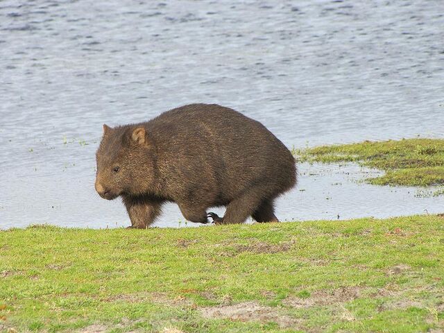 File:Wombat.jpg