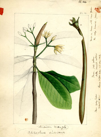 File:Nuttall plate24.jpg