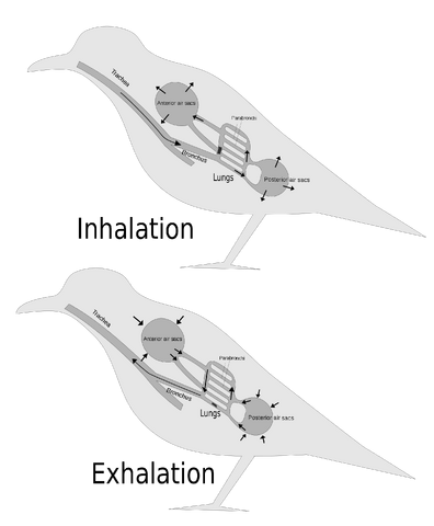 File:BirdRespiration.svg.png