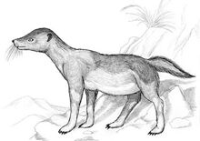 Oromungo