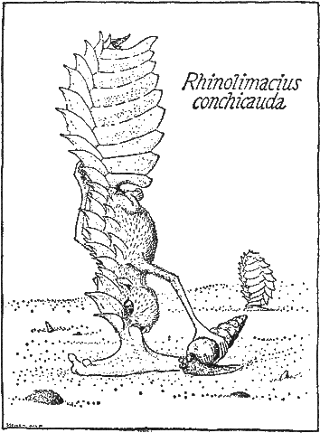 File:Rhinolimacius.gif