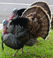 Hobgobbler Roderick Turksley