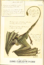 Spiderwick Wyvern