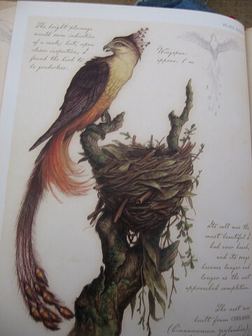 File:Fenix.jpg