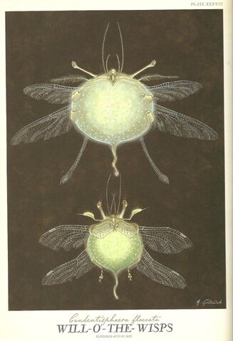 File:Willothewisp.jpg