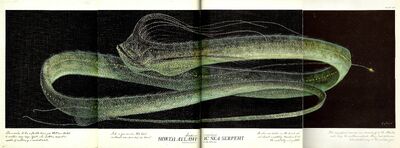 Atlantic Sea Serpent