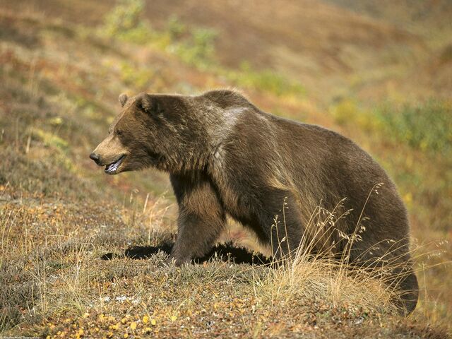 File:Grizzly.jpg