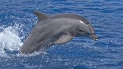 Bottlenosedolphin
