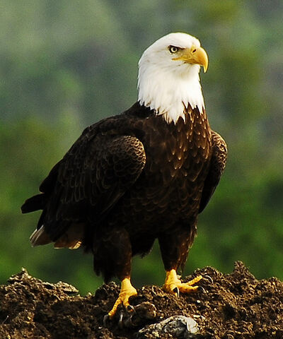 File:Lord of All He Surveys ( Tomoka Landfill, just west of Daytona Beach, Florida ).jpg