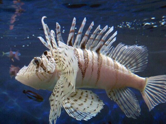 File:LunaLionfishReal.jpg