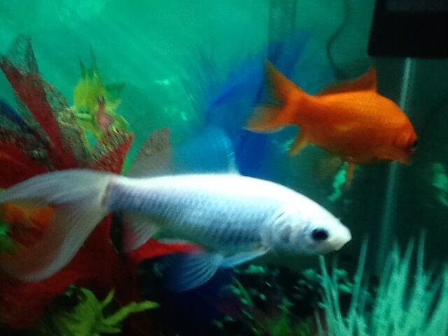 File:Mewados' goldfish.jpg