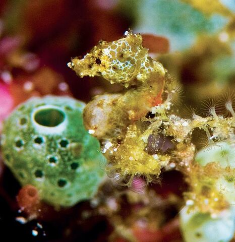 File:Satomi'sPygmySeahorseReal.jpg