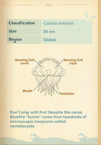 File:Bluefire Jellyfish§Aquapedia2.png