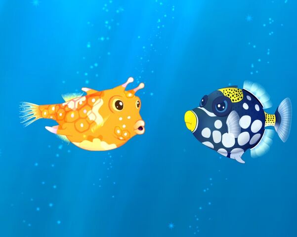 File:Grumpy Clown Triggerfish.jpg