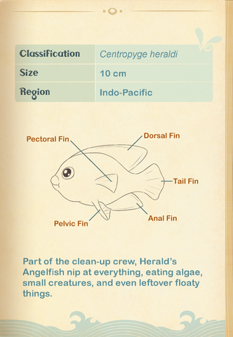 File:Herald's Angelfish§Aquapedia2.png