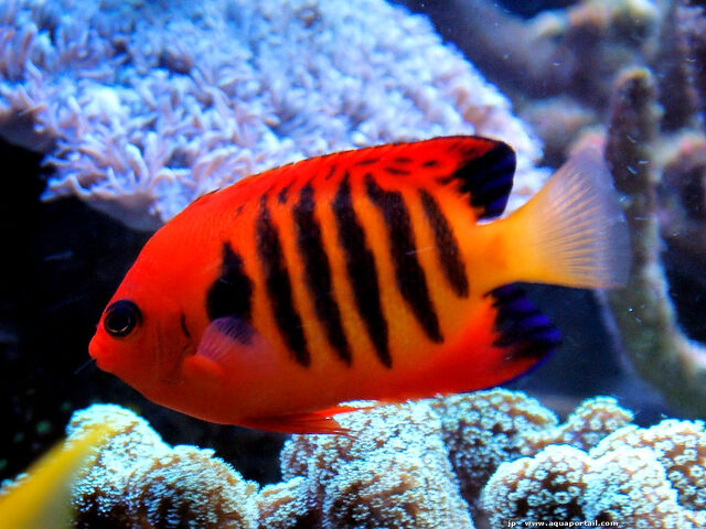 File:FlameAngelfishReal.jpg