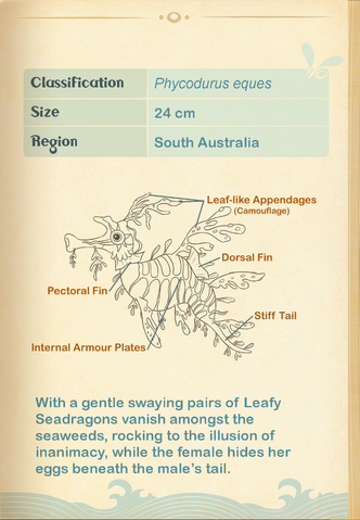 File:Leafy Seadragon§Aquapedia2.png