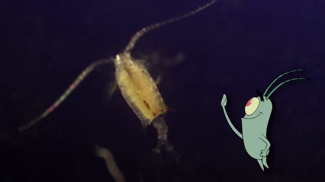 File:Plankton. A Thank You Would Be Nice. 35.png