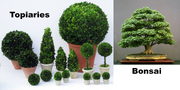 Topiarycomparisontobonsai