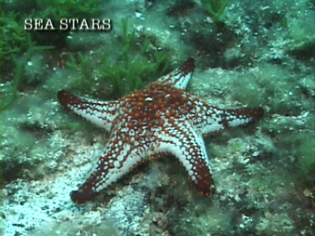 File:Case of the Sponge Bob 042.png