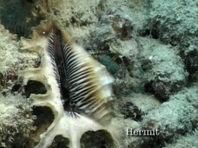 File:Case of the Sponge Bob 089.png