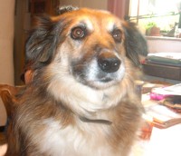 File:Dobby-Pic.jpg