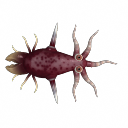 Tortii.png