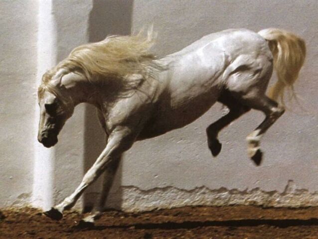 File:54594546Lipizzaner1.jpg