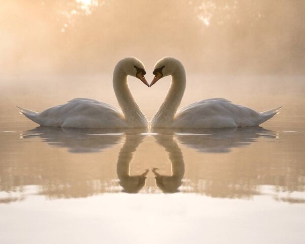 File:49521-love-loving-cute-swans.jpg