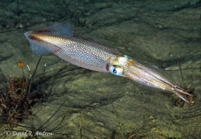 File:Squid.jpg