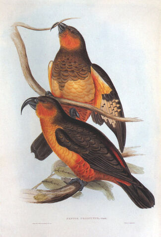 Bestand:Kakabird.jpg