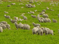 Lammeren