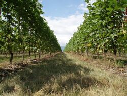 Vineyard.jpg