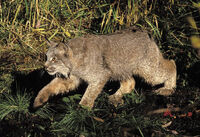 Lynx.jpg