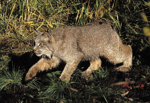 Bestand:Lynx.jpg