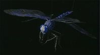Insect