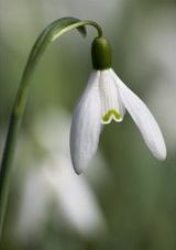 File:Snowdrop.jpg